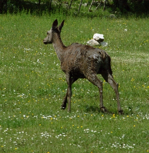 Ancora cervi